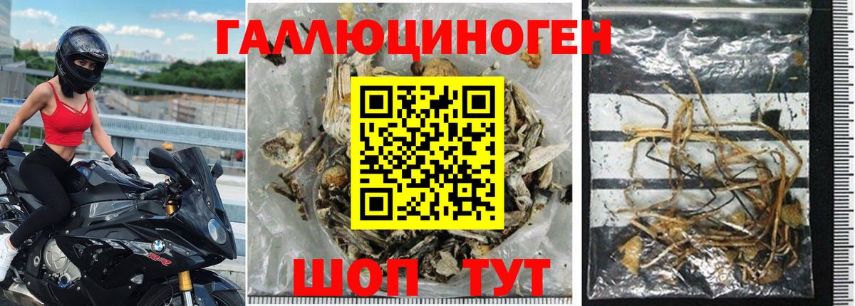 Псилоцибиновые грибы Psilocybine cubensis Сунжа